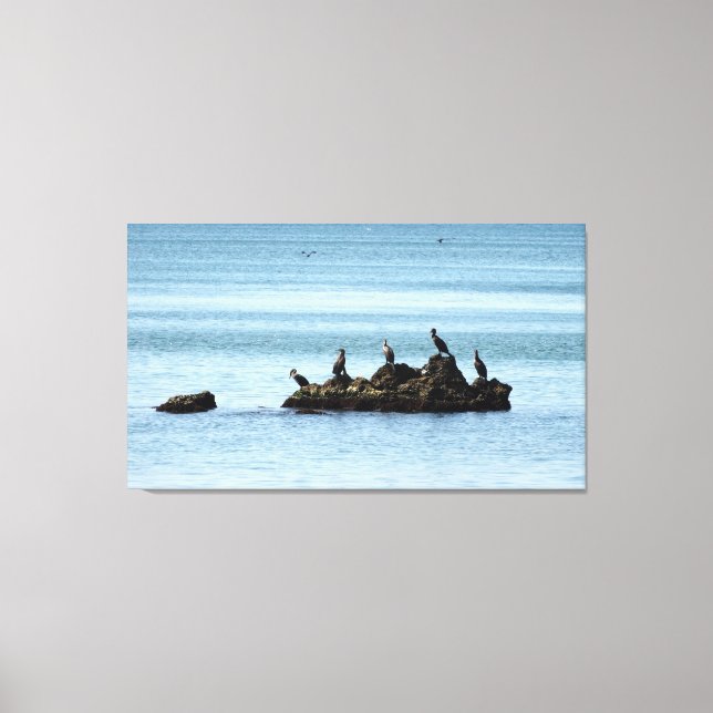 Birds, Sea Photo Stretched Canvas Print (Front)