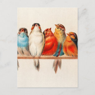 Birds Sitting Pretty and Calm Postcard