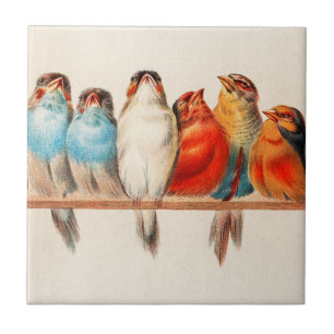 Birds Sitting Pretty and Calm Tile