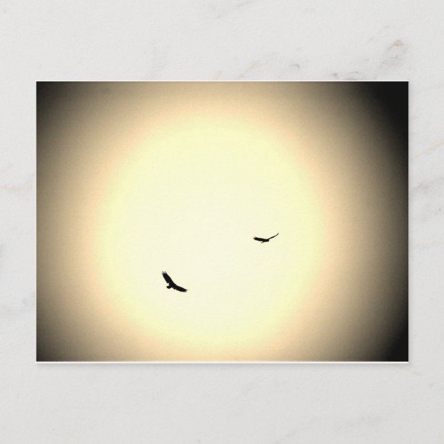 birds soaring free in the sky postcard (Front)