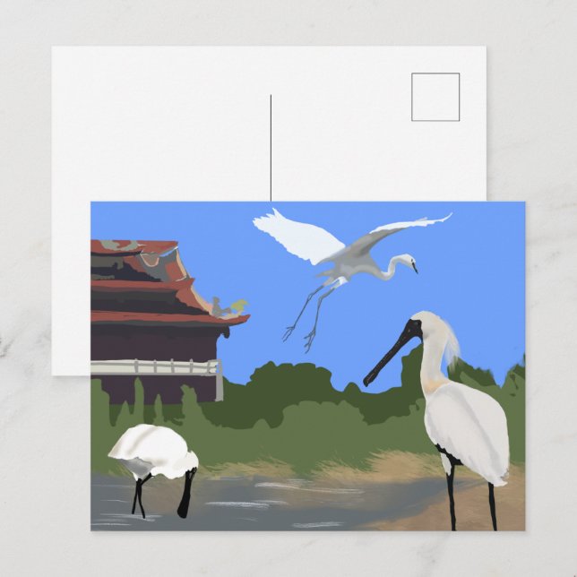 Birds -- Spoonbills and Egret Postcard (Front/Back)