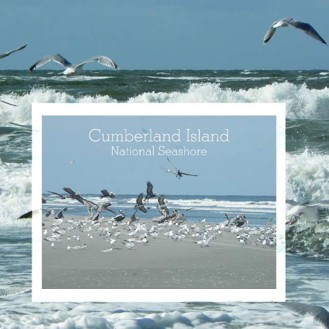 Birds Surf, Cumberland Island National Seashore,  Postcard (Creator Uploaded)