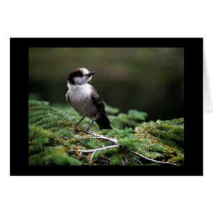 Birds Wild 192