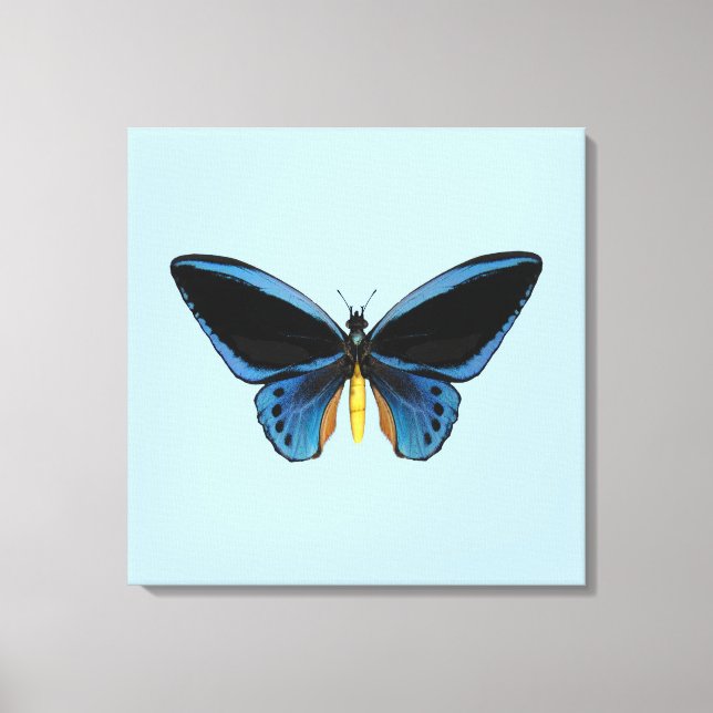Birdwing Butterfly Canvas Print (Front)