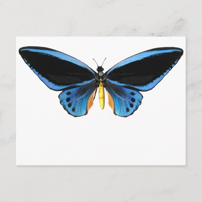 Birdwing Butterfly Postcard (Front)