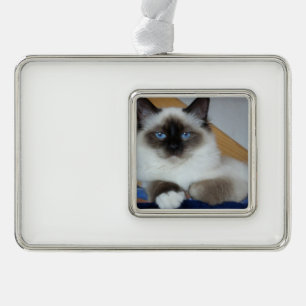 birman 2.png silver plated framed ornament