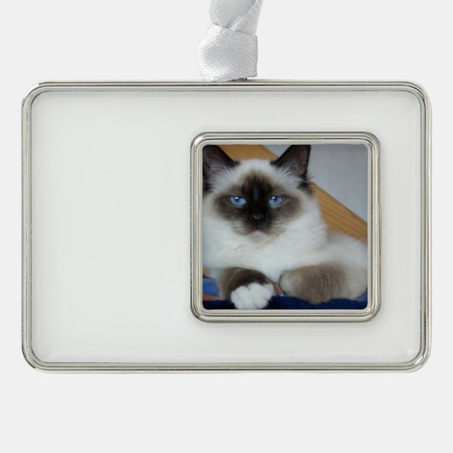 birman 2.png silver plated framed ornament (Front)