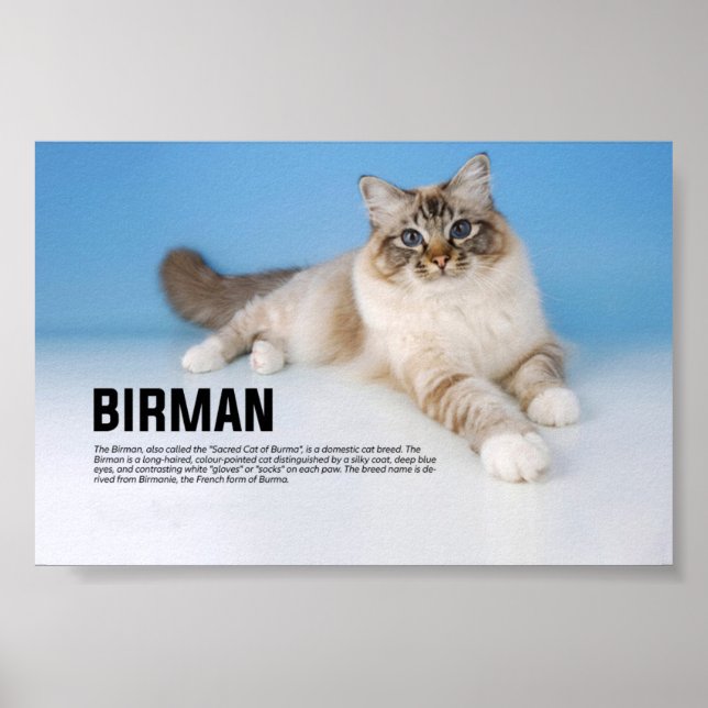 Birman Cat Breed - Sacred Cat of Burma Poster (Front)
