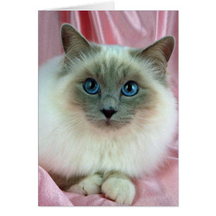 Birman, lilac point