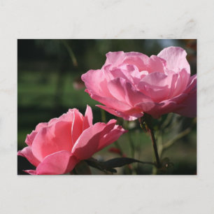 Birth Flower - JUNE - Rose Postcard