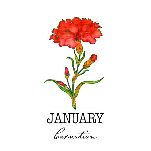 Birth Month January Flower Carnation Hoodie