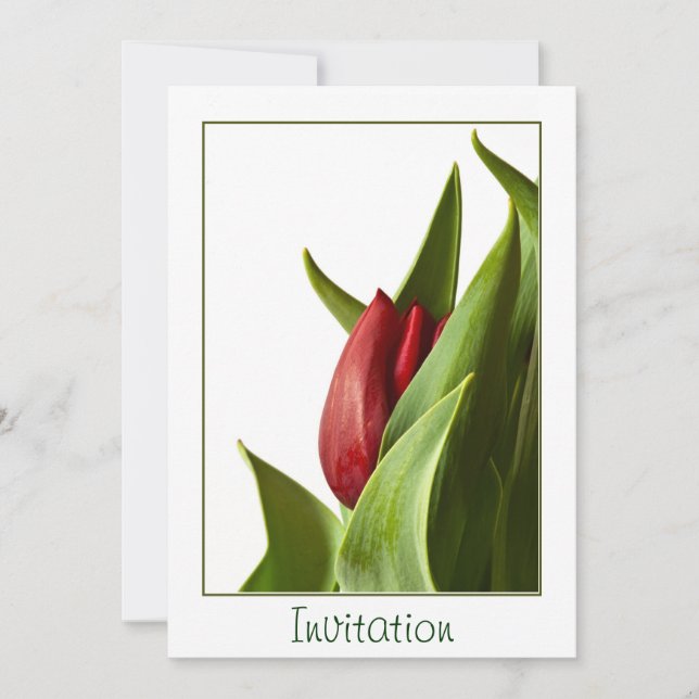 Birth of a Spring Red Tulip - Template (Front)