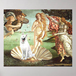 Birth of Venus-White German Shepherd Poster