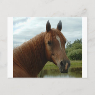 Birthday 2012 postcard