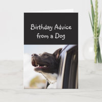 Birthday Advice from a Dog Fun Animal Humor