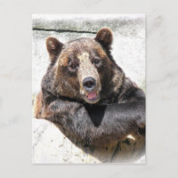 Birthday Bear Party invite