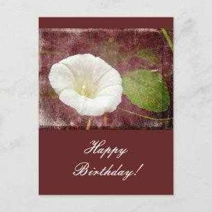 Birthday Bindweed - Wild Perennial Morning Glory Postcard