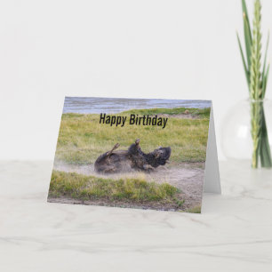 Birthday Bison Wallowing Yellowstone National Park Card