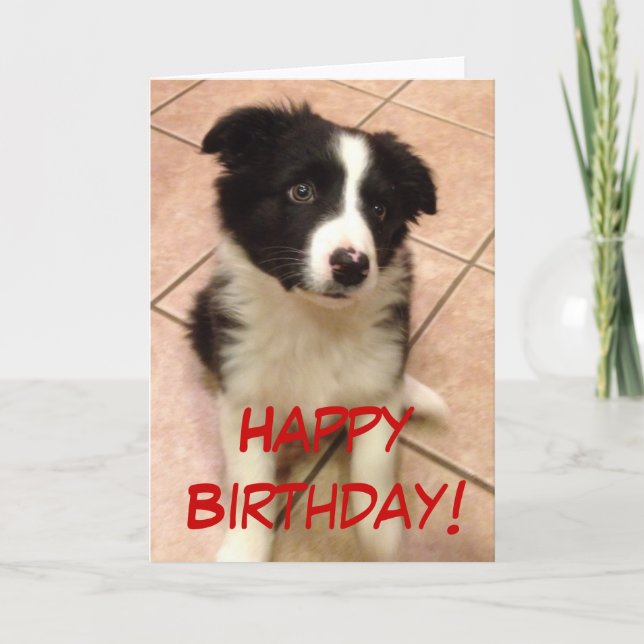 Birthday Border Collie Puppy Greeting Card (Front)