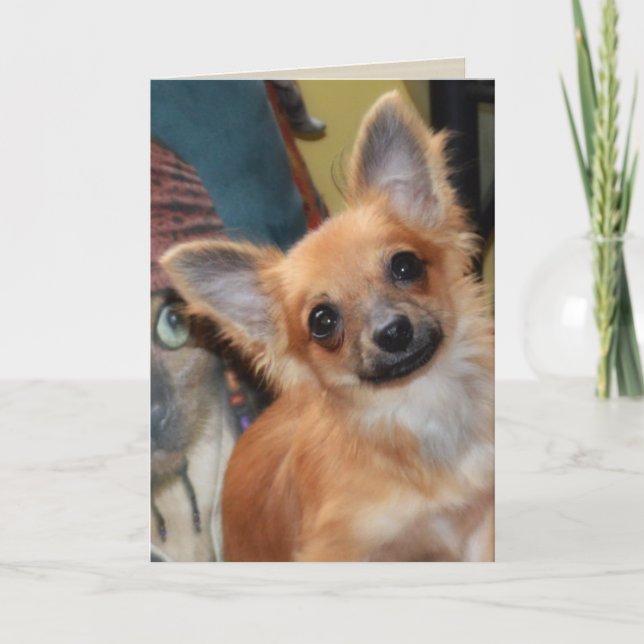 Birthday Card | Chihuahua Puppy Chi Chi Dylan (Front)