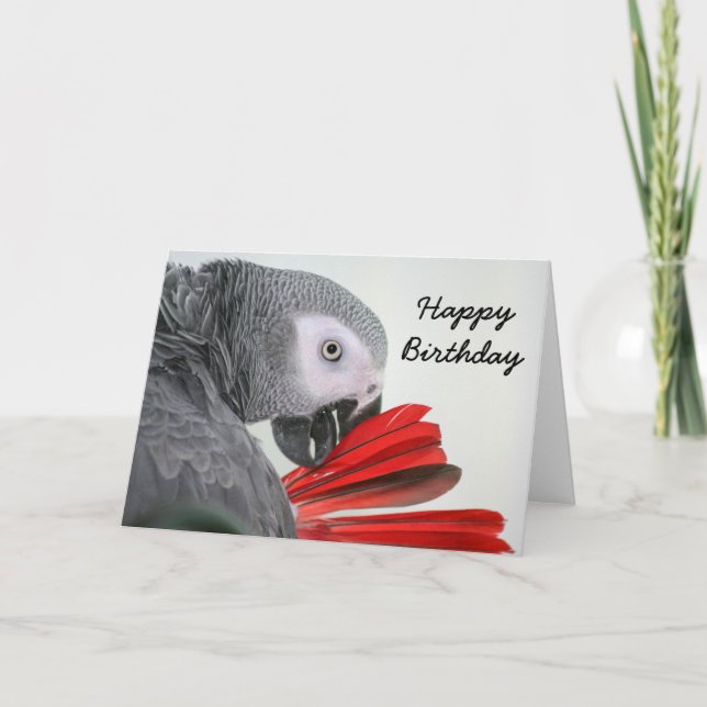 Birthday card  Congo African Grey Grey Parrot (Front)