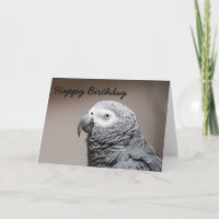 Birthday card Congo African Grey Grey Parrot
