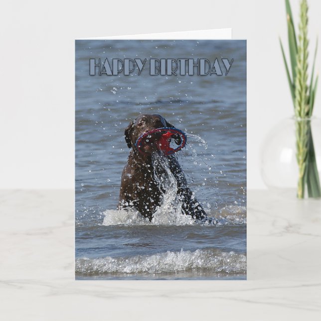 Birthday Card - Dog Playing Chocolate Labrador (Front)