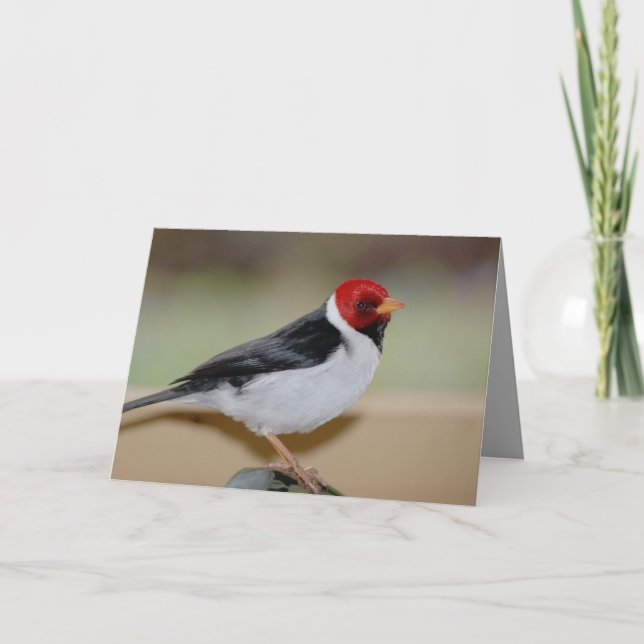 Birthday card featuring Yellow-billed Cardinal (Front)