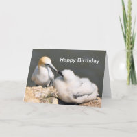 Birthday Card: Gannet and Chick