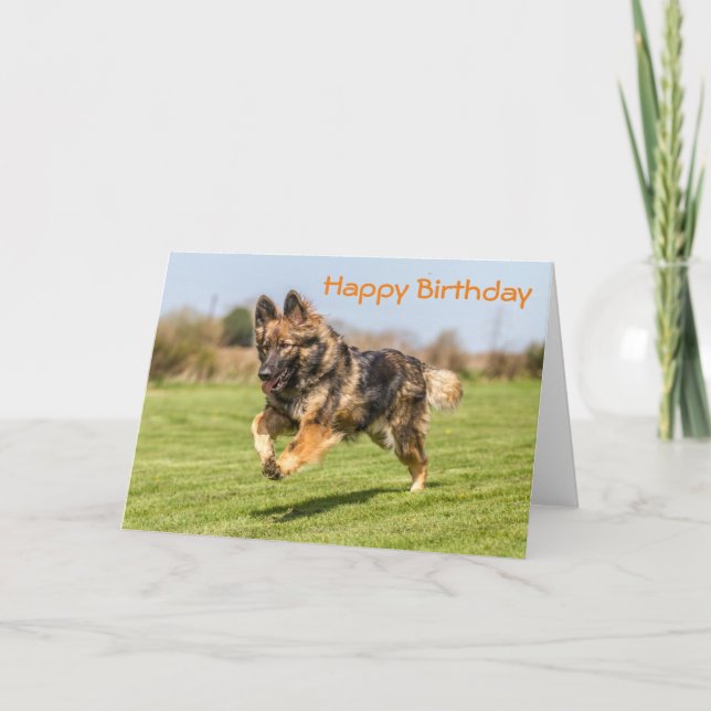 Birthday Card German Shepherd Dog (Front)