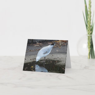 Birthday Card - Gull Reflections