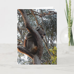 Birthday Card - Sleeping Koala