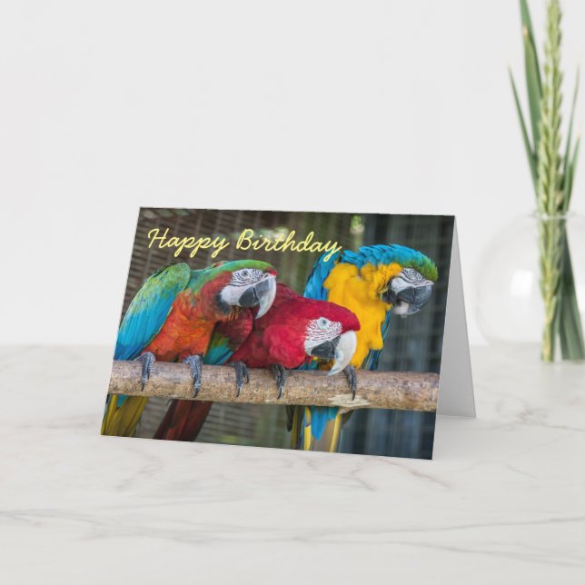 Birthday card three Macaw parrots (Front)