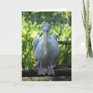 Birthday Card with pelican