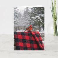 Birthday Cardinal On a Buffalo Plaid Blanket