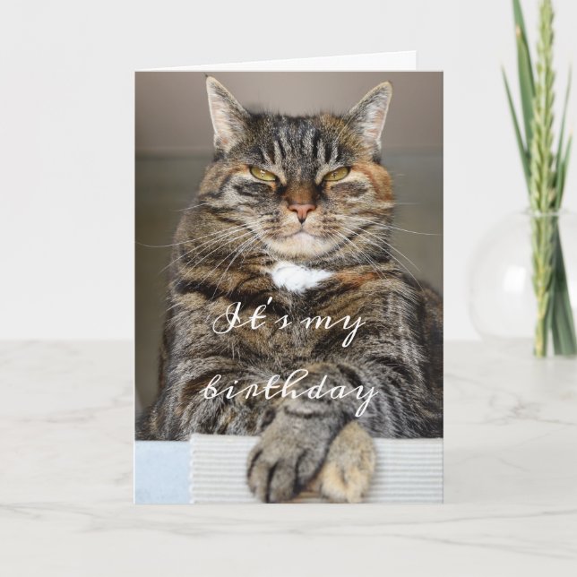 Birthday Cat Funny Tabby Grumpy Green Eyes Squint Card (Front)