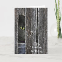 Birthday Cat Hiding Behind Barn Wood