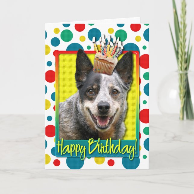 Birthday Cupcake - Australian Cattle Dog Card (Front)
