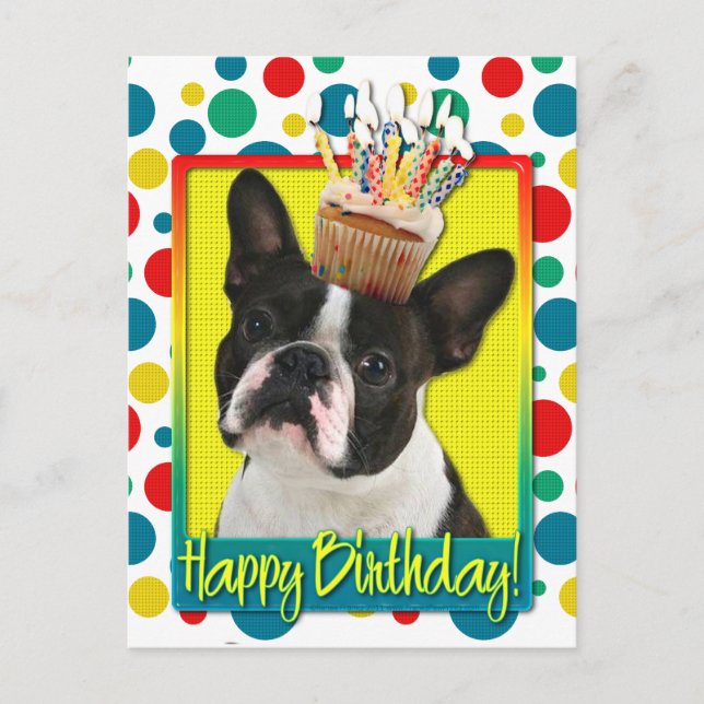 Birthday Cupcake - Boston Terrier Postcard (Front)