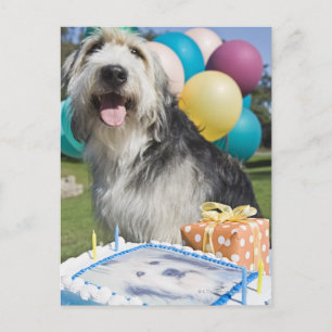 Birthday dog postcard