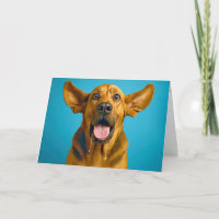Birthday Drooling Bloodhound Humour
