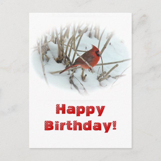 Birthday Eastern Cardinal Songbird Postcard (Front)