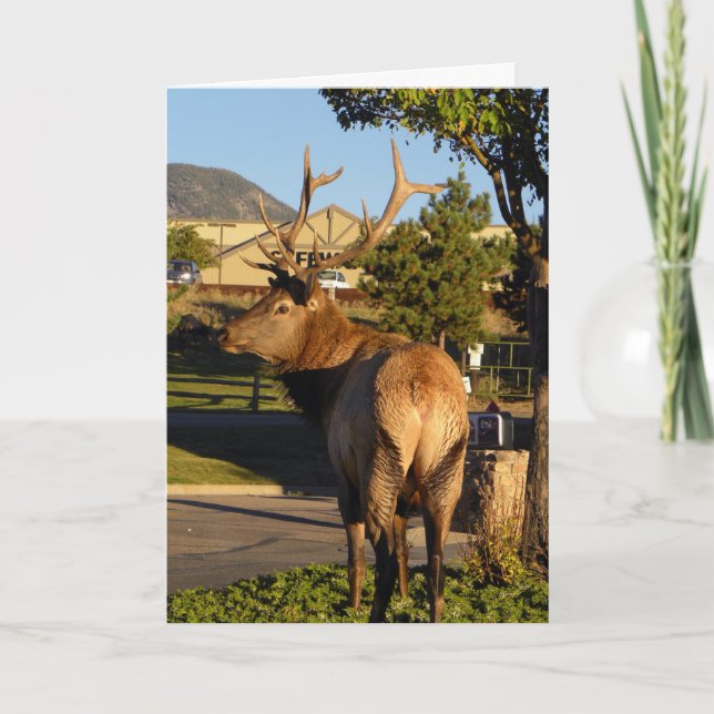 Birthday elk takes a moment card (Front)