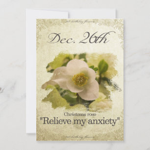 Birthday flowers on December 26th "Christmas rose" Holiday Card