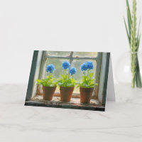 Birthday Forget-Me-Not Flower Pots