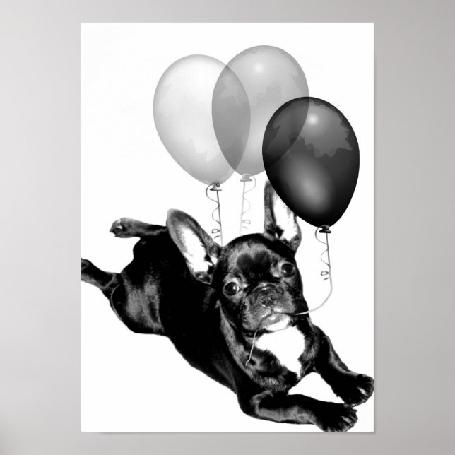 Birthday French Bulldog poster (Front)