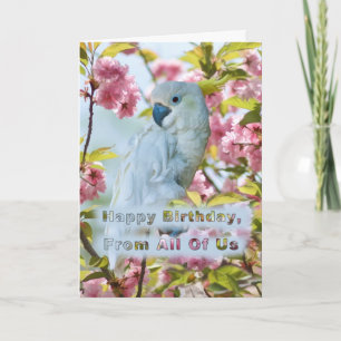 Birthday, From All of Us, White Parrot Card