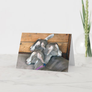 Birthday Goats Snuggling in Barn Pen Card