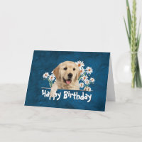 Birthday Golden Retriever on Blue Leather