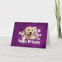 Birthday Golden Retriever on Purple Leather